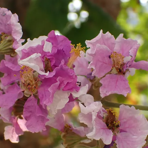 Lagerstroemia indica 'Violacea' — specimen