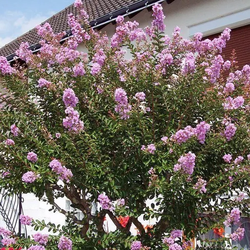 Lagerstroemia indica 'Violacea' — specimen