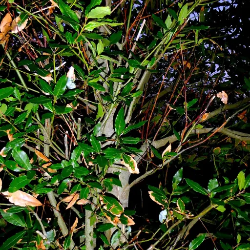 Laurus nobilis — specimen