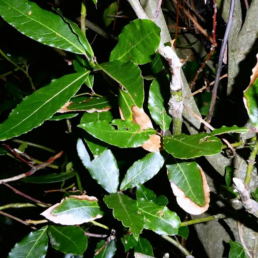 Laurus nobilis — specimen