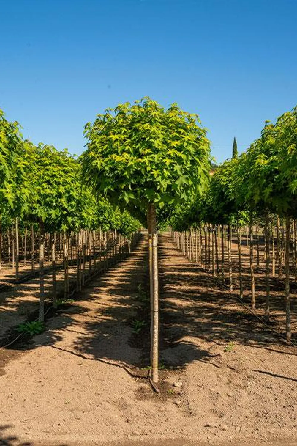Liquidambar styraciflua 'Globosa' — specimen