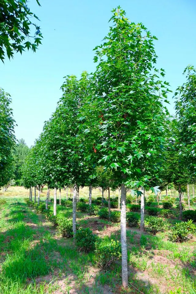 Liquidambar styraciflua 'Paarl' — specimen