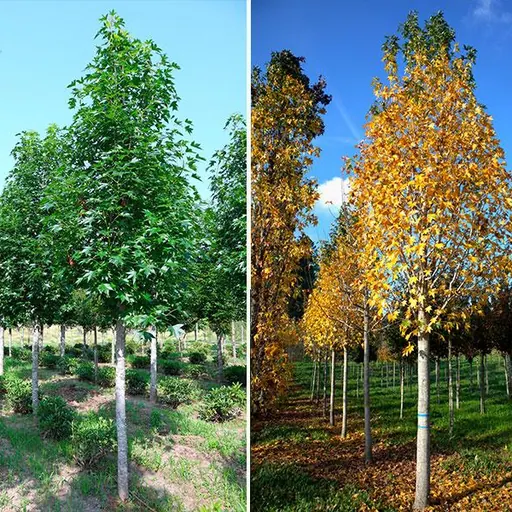 Liquidambar styraciflua 'Paarl' — specimen