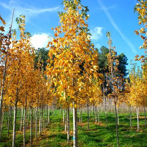 Liquidambar styraciflua 'Paarl' — specimen