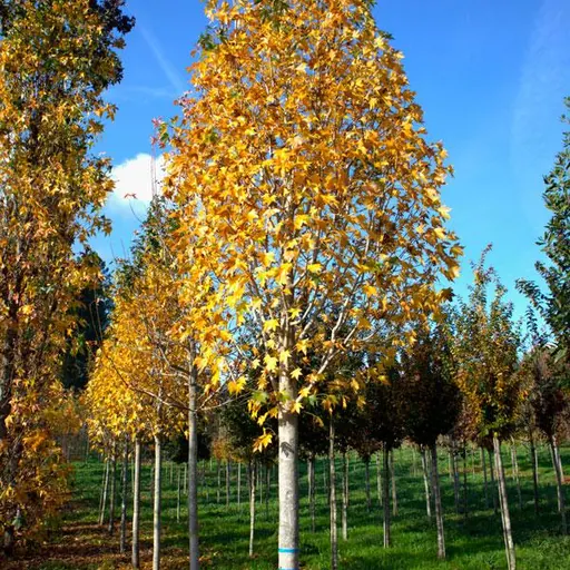 Liquidambar styraciflua 'Paarl' — specimen