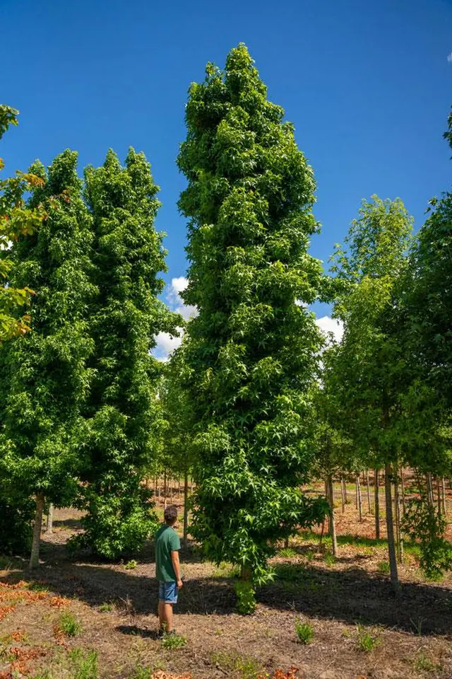 Liquidambar styraciflua 'Slender Silhouette' — specimen