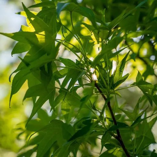 Liquidambar styraciflua 'Slender Silhouette' — specimen