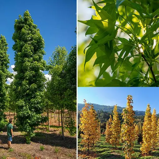 Liquidambar styraciflua 'Slender Silhouette' — specimen