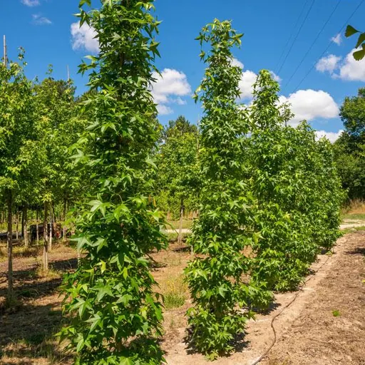 Liquidambar styraciflua 'Slender Silhouette' — specimen