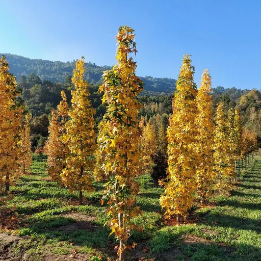 Liquidambar styraciflua 'Slender Silhouette' — specimen
