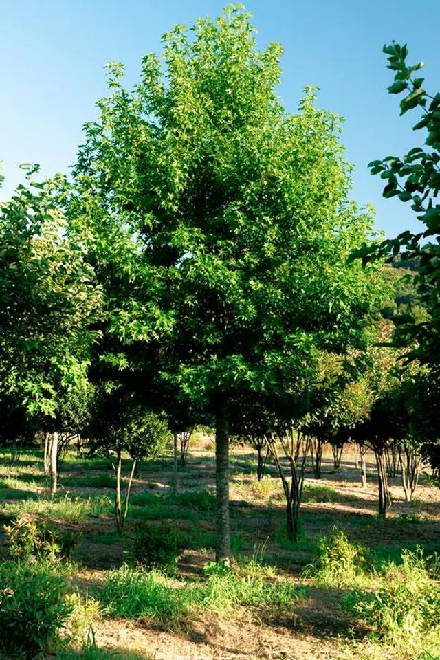 Liquidambar styraciflua 'Worplesdon' — specimen