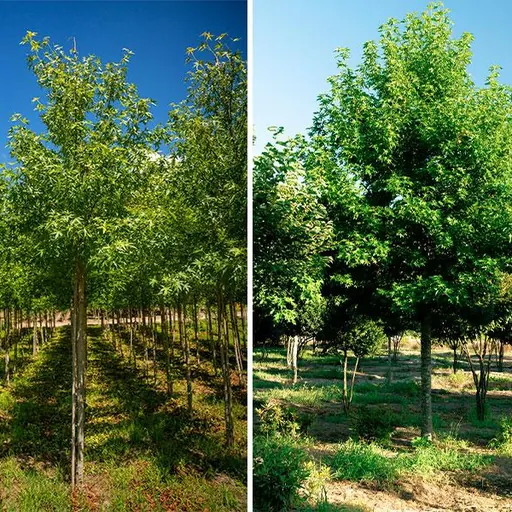 Liquidambar styraciflua 'Worplesdon' — specimen