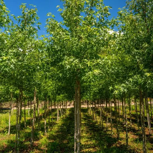Liquidambar styraciflua 'Worplesdon' — specimen