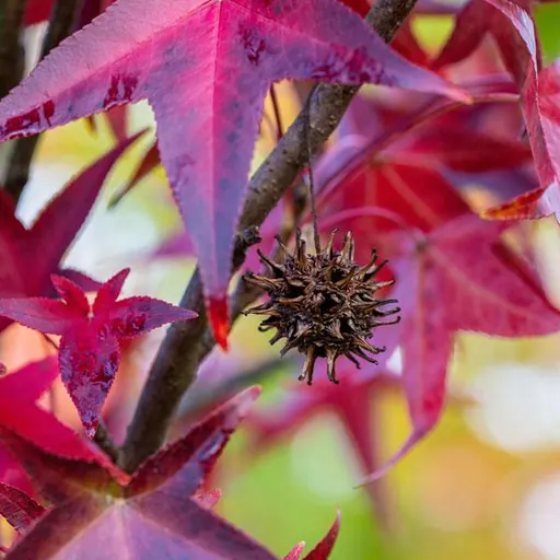 Liquidambar styraciflua — specimen