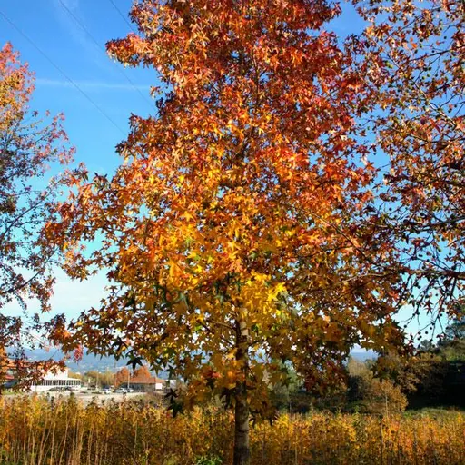 Liquidambar styraciflua — specimen