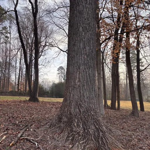Liriodendron tulipifera — specimen