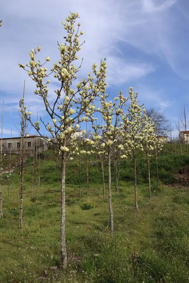 Magnolia denudata 'Yellow River' — specimen