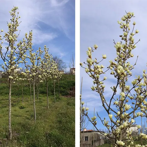 Magnolia denudata 'Yellow River' — specimen
