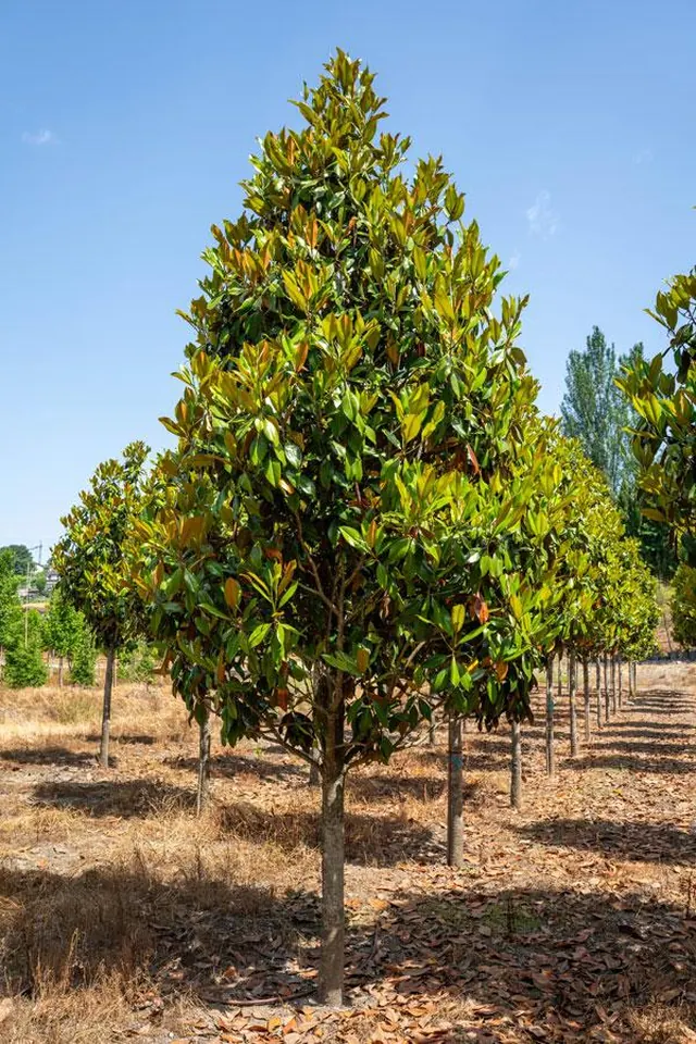Magnolia grandiflora 'Gallisoniensis' — specimen