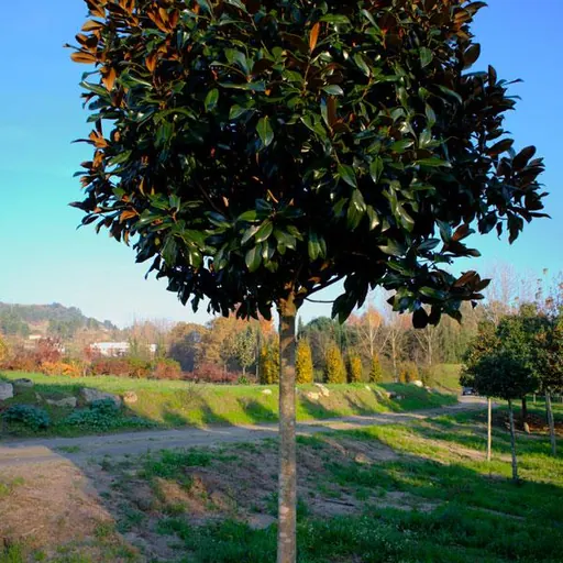 Magnolia grandiflora 'Gallisoniensis' — specimen