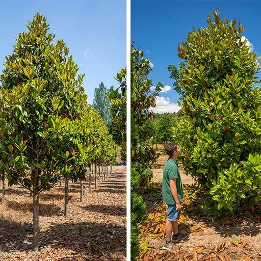 Magnolia grandiflora 'Gallisoniensis' — specimen