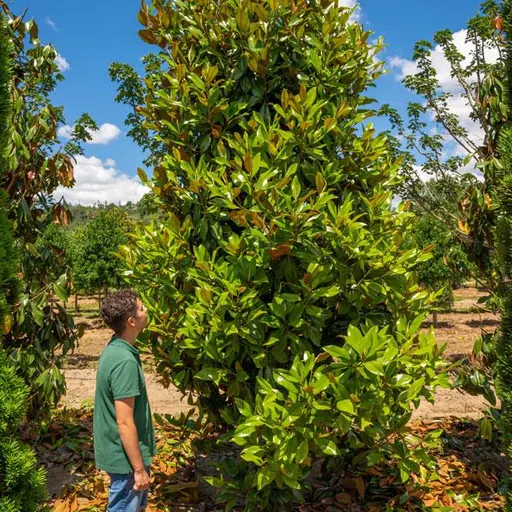 Magnolia grandiflora 'Gallisoniensis' — specimen