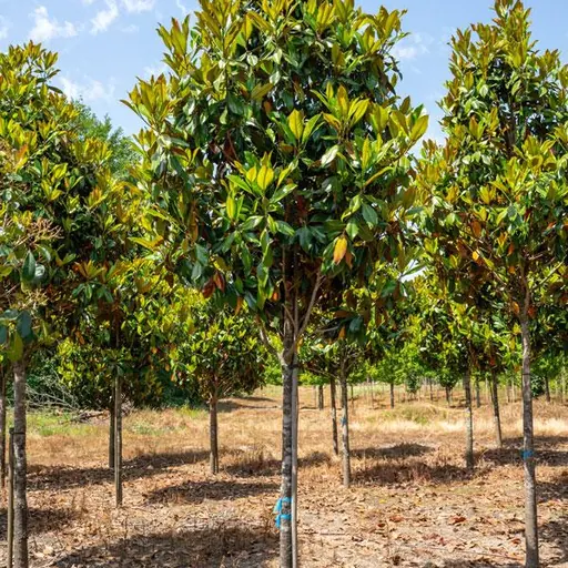 Magnolia grandiflora 'Gallisoniensis' — specimen