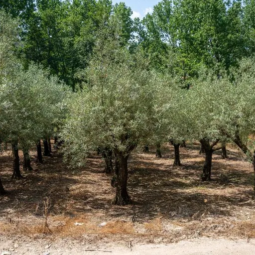Olea europaea — specimen