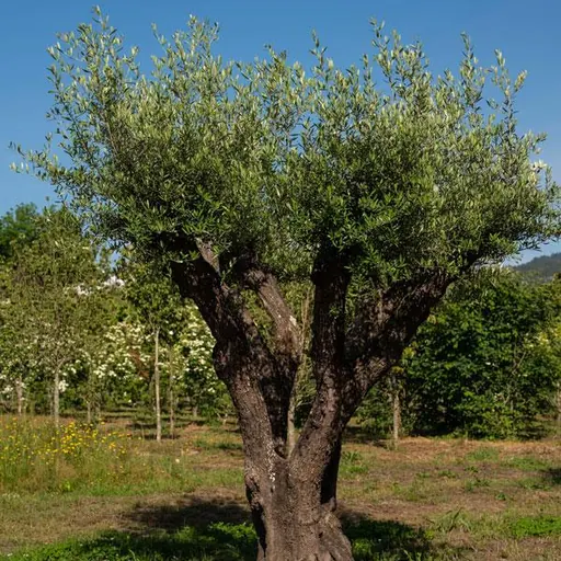Olea europaea — specimen