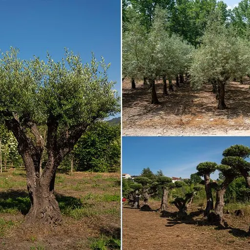 Olea europaea — specimen