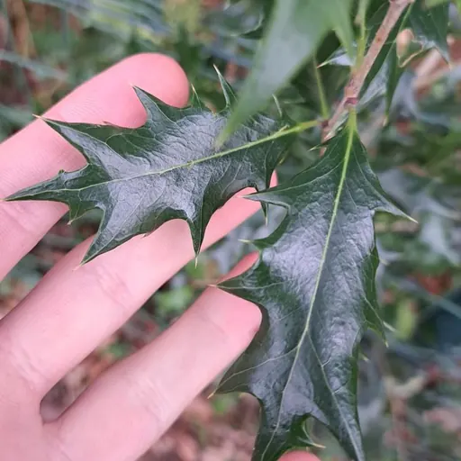 Osmanthus heterophyllus — specimen