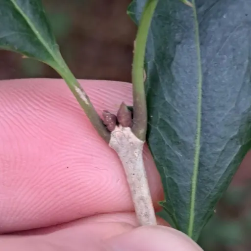Osmanthus heterophyllus — specimen