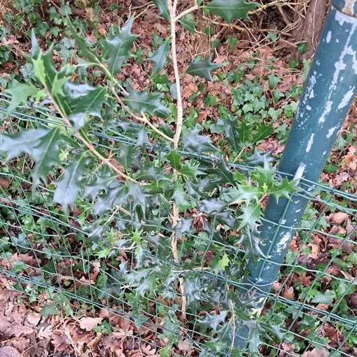 Osmanthus heterophyllus — specimen