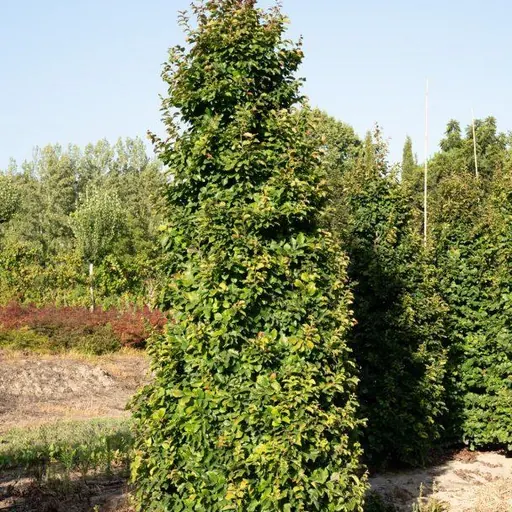 Parrotia persica 'Vanessa' — specimen