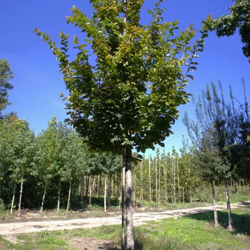 Parrotia persica 'Vanessa' — specimen