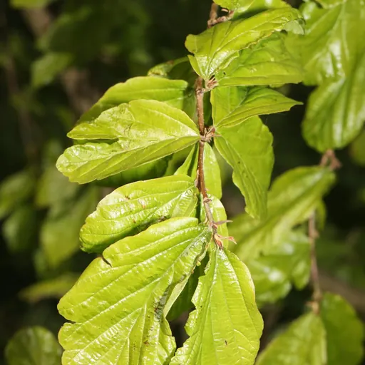 Parrotia persica — specimen