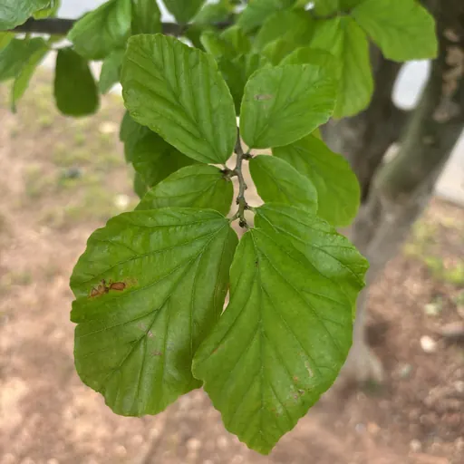 Parrotia persica — specimen