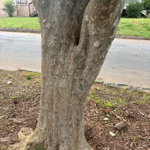 Parrotia persica — specimen