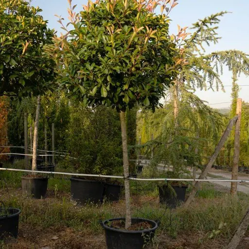 Photinia x fraseri 'Red Robin' — specimen