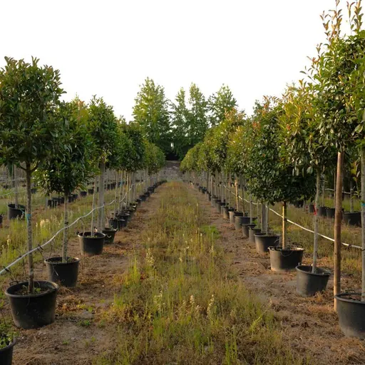 Photinia x fraseri 'Red Robin' — specimen