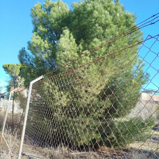 Pinus pinea — specimen