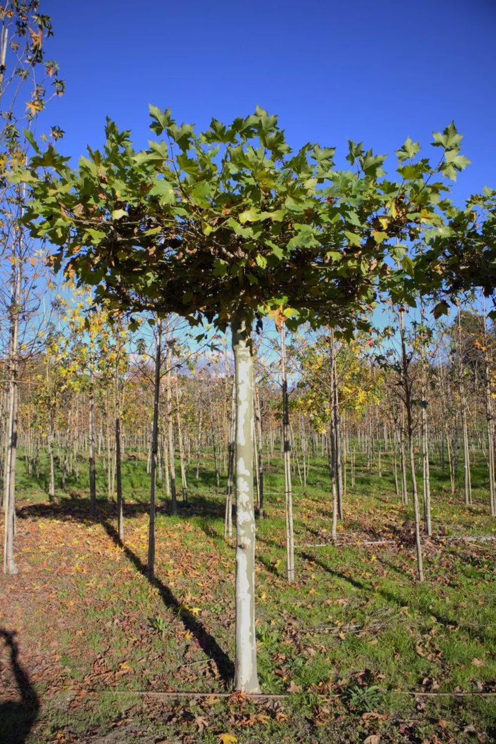 Platanus × hispanica — specimen