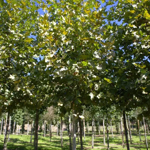 Platanus × hispanica — specimen