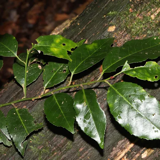 Prunus lusitanica 'Angustifolia' — specimen