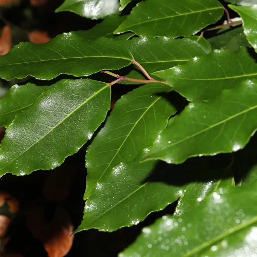 Prunus lusitanica 'Angustifolia' — specimen