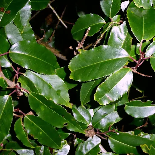 Prunus lusitanica 'Angustifolia' — specimen
