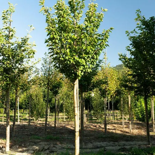 Prunus serrulata 'Kanzan' — specimen