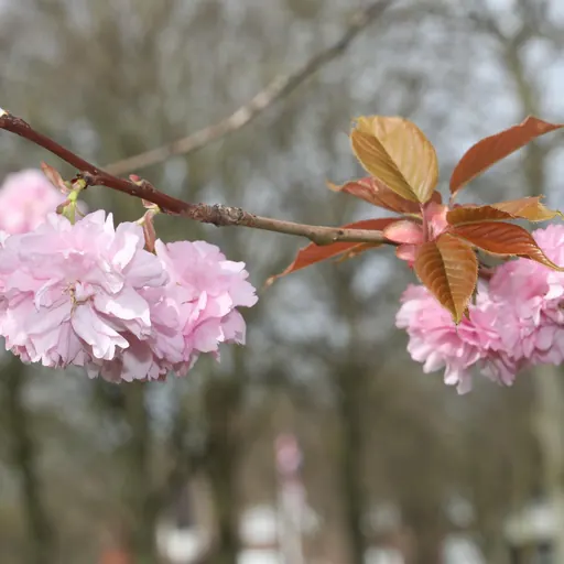 Prunus serrulata 'Shirotae' — specimen