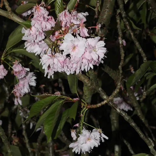Prunus serrulata 'Shirotae' — specimen