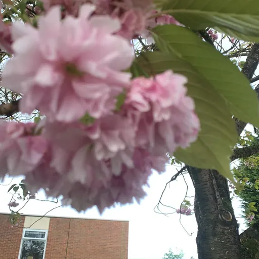 Prunus serrulata 'Shirotae' — specimen